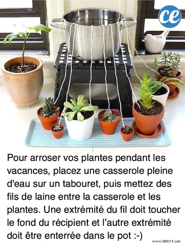 15 Easy Tips For Watering Your Plants When You re Away. 