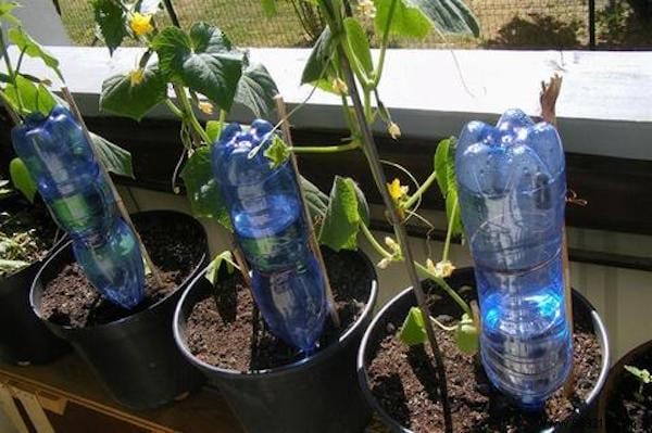 15 Easy Tips For Watering Your Plants When You re Away. 