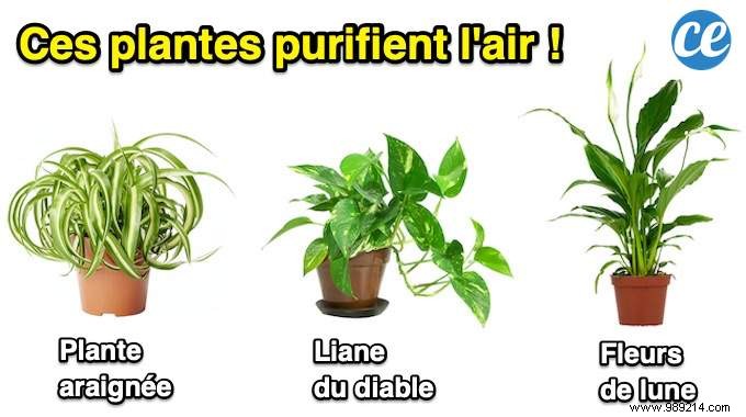 9 Houseplants That Clean the Air in Your Home WITHOUT Doing Anything. 