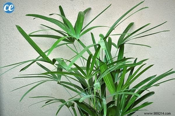 9 Houseplants That Clean the Air in Your Home WITHOUT Doing Anything. 