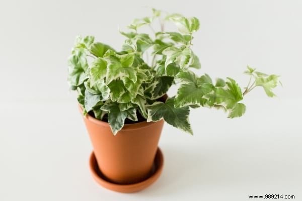 9 Houseplants That Clean the Air in Your Home WITHOUT Doing Anything. 