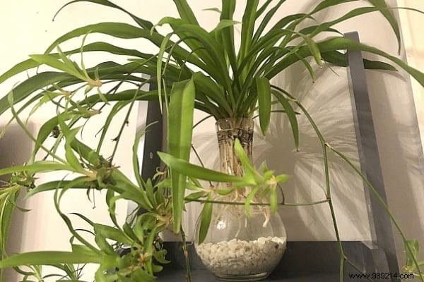 9 Houseplants That Clean the Air in Your Home WITHOUT Doing Anything. 