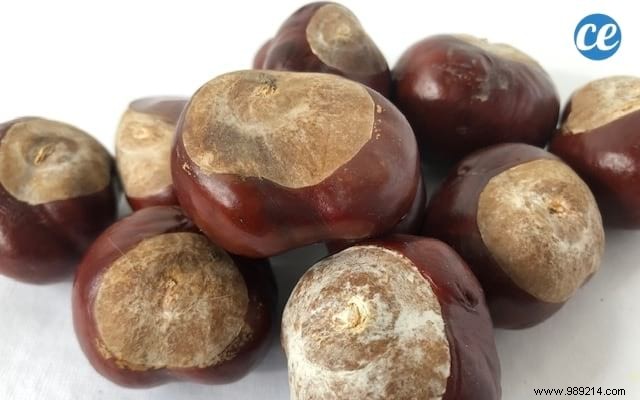 10 Chestnut Uses You re Gonna Fall In Love With. 