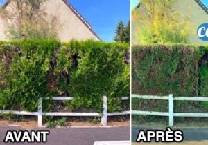 When and How to Properly Trim a Cedar Hedge? Gardener s Tips. 