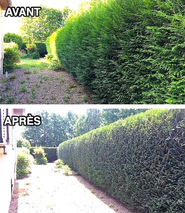 When and How to Properly Trim a Cedar Hedge? Gardener s Tips. 