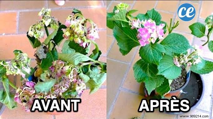 20 Incredible Tricks To Resuscitate A DEAD PLANT. 