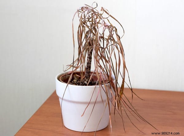 20 Incredible Tricks To Resuscitate A DEAD PLANT. 