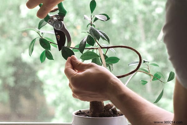 20 Incredible Tricks To Resuscitate A DEAD PLANT. 