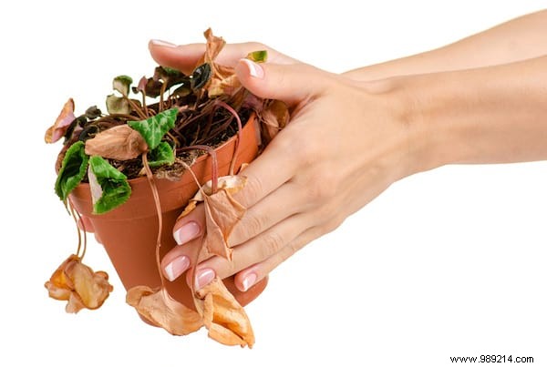 20 Incredible Tricks To Resuscitate A DEAD PLANT. 