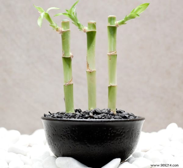 20 Incredible Tricks To Resuscitate A DEAD PLANT. 