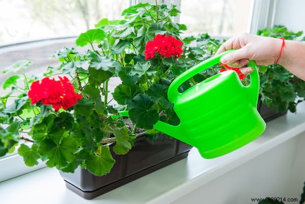 20 Incredible Tricks To Resuscitate A DEAD PLANT. 