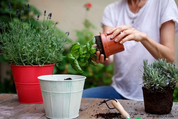 20 Incredible Tricks To Resuscitate A DEAD PLANT. 