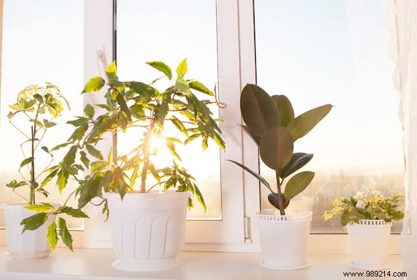 20 Incredible Tricks To Resuscitate A DEAD PLANT. 