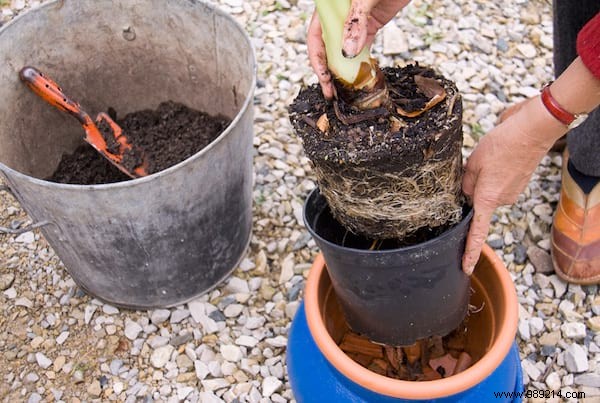 20 Incredible Tricks To Resuscitate A DEAD PLANT. 