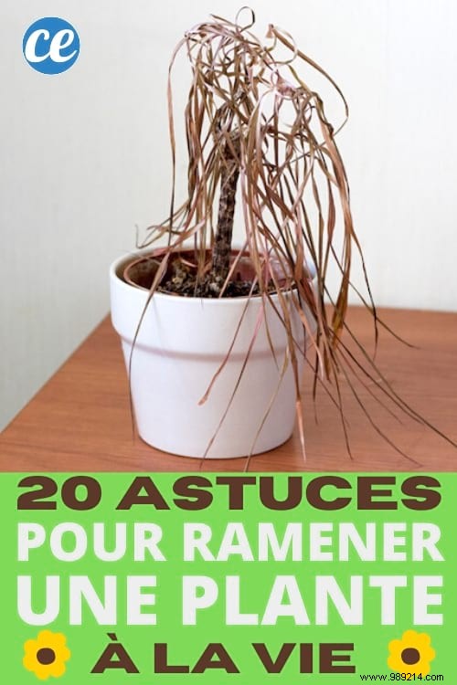 20 Incredible Tricks To Resuscitate A DEAD PLANT. 