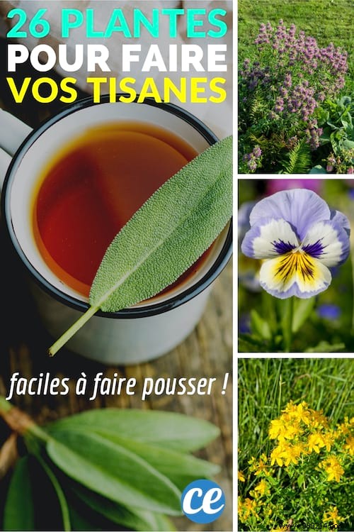 26 Easy-to-grow herbs to make your own herbal teas. 