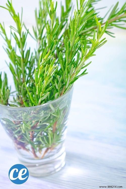 26 Easy-to-grow herbs to make your own herbal teas. 