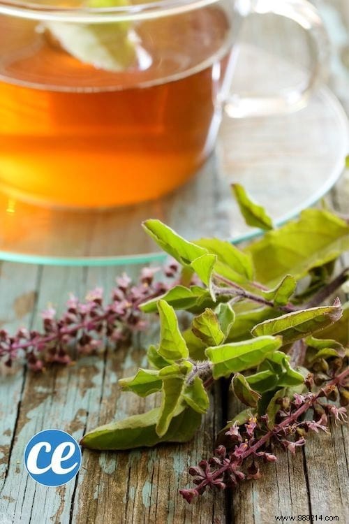 26 Easy-to-grow herbs to make your own herbal teas. 