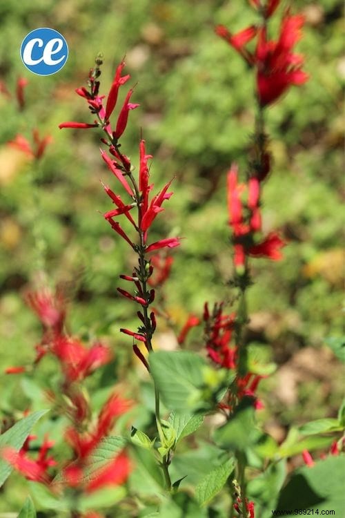 26 Easy-to-grow herbs to make your own herbal teas. 