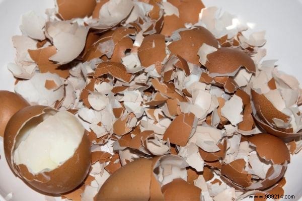 15 Good Reasons to Never Throw Away Your Eggshells Again. 