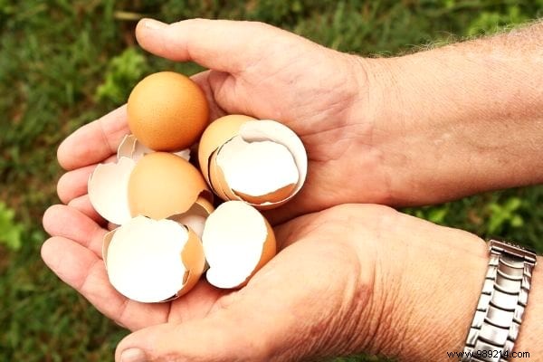 15 Good Reasons to Never Throw Away Your Eggshells Again. 