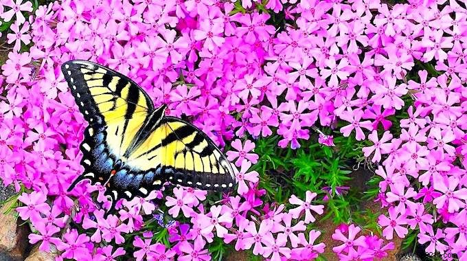 Butterflies:10 Beautiful Flowers To Attract Them In Your Garden. 