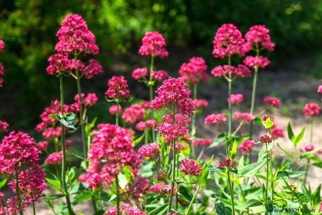 Butterflies:10 Beautiful Flowers To Attract Them In Your Garden. 