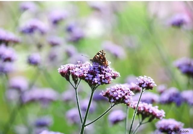 Butterflies:10 Beautiful Flowers To Attract Them In Your Garden. 