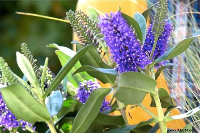 Butterflies:10 Beautiful Flowers To Attract Them In Your Garden. 