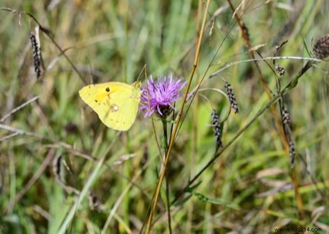 Butterflies:10 Beautiful Flowers To Attract Them In Your Garden. 