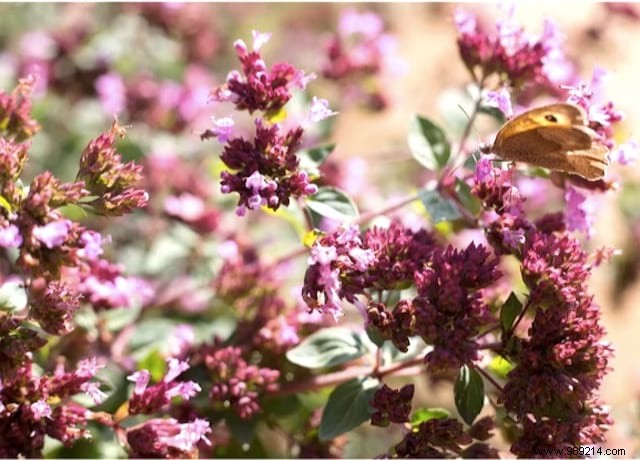 Butterflies:10 Beautiful Flowers To Attract Them In Your Garden. 