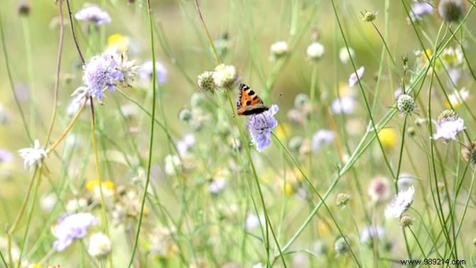 Butterflies:10 Beautiful Flowers To Attract Them In Your Garden. 