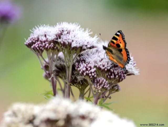 Butterflies:10 Beautiful Flowers To Attract Them In Your Garden. 