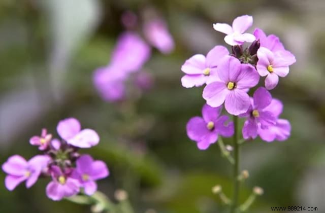 Butterflies:10 Beautiful Flowers To Attract Them In Your Garden. 