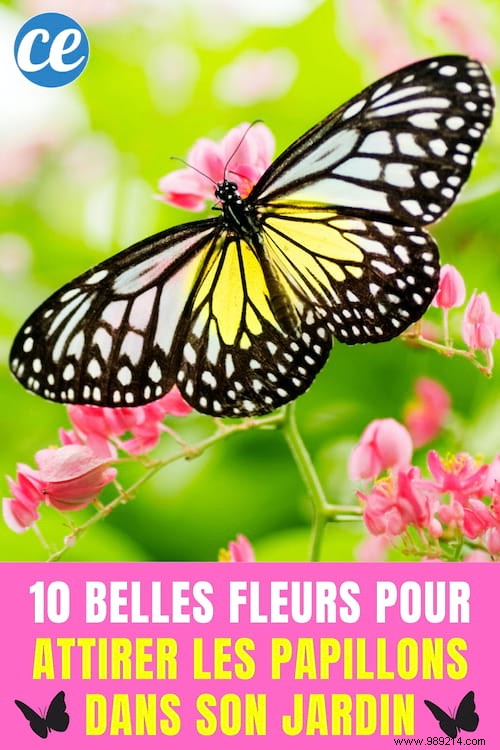 Butterflies:10 Beautiful Flowers To Attract Them In Your Garden. 