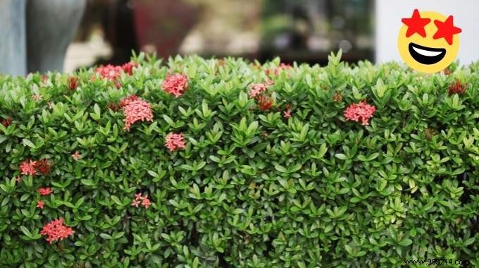 Hedges WITHOUT Maintenance:17 Shrubs That Grow Quickly and Effortlessly. 