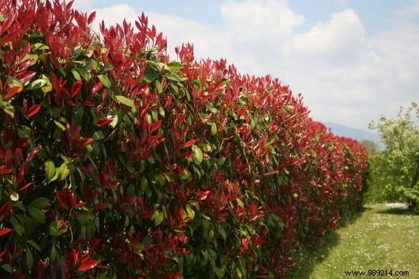 Hedges WITHOUT Maintenance:17 Shrubs That Grow Quickly and Effortlessly. 