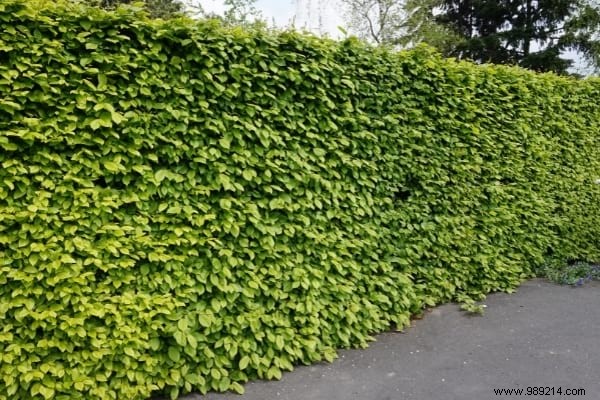 Hedges WITHOUT Maintenance:17 Shrubs That Grow Quickly and Effortlessly. 