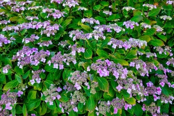 Hedges WITHOUT Maintenance:17 Shrubs That Grow Quickly and Effortlessly. 