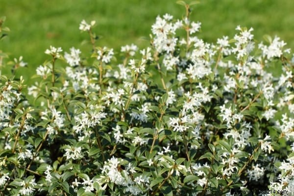 Hedges WITHOUT Maintenance:17 Shrubs That Grow Quickly and Effortlessly. 