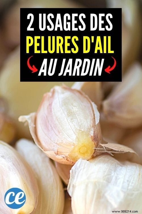 Garlic Peels:2 Amazing Uses in the Garden. 