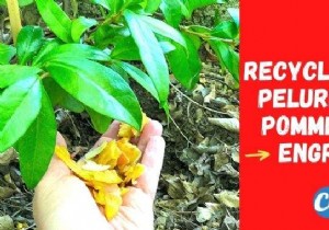 Apple Peelings, A Very Good Free Fertilizer For Your Plants. 