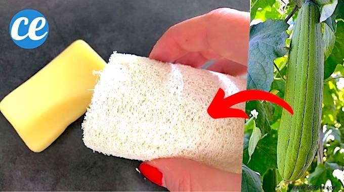 No More Buying Sponges! Grow Them in Your Garden Easily. 