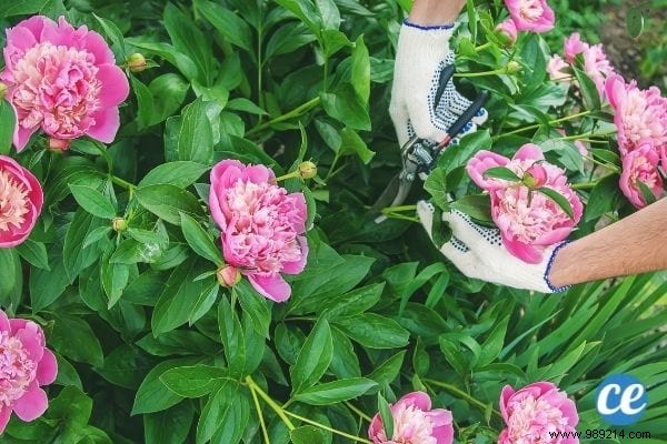 25 Gardening Tips Every Gardener Should Know. 