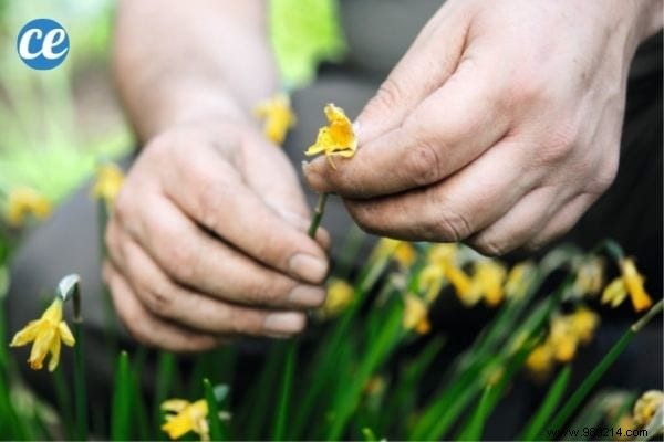 25 Gardening Tips Every Gardener Should Know. 