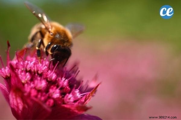 25 Gardening Tips Every Gardener Should Know. 