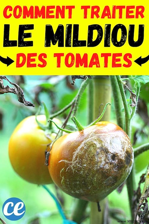 Tomato Downy Mildew:The Natural Treatment Nobody Knows About. 