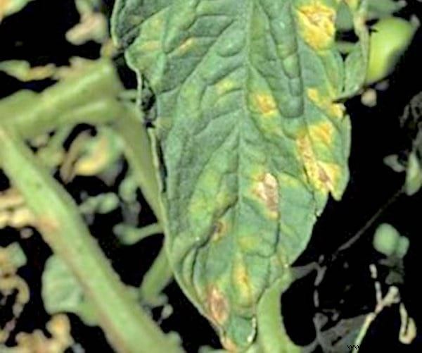 Tomato Downy Mildew:The Natural Treatment Nobody Knows About. 