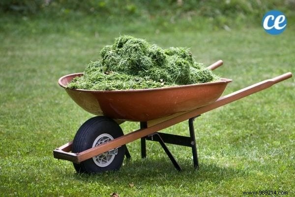 What is mulching used for and which one to choose for your garden and vegetable patch? 