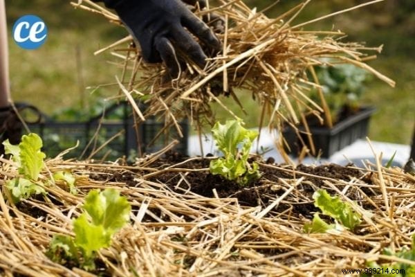 What is mulching used for and which one to choose for your garden and vegetable patch? 